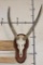 WATERBUCK Skull on a Wooden Plaque