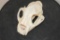 MOUNTAIN LION or COUGAR Skull with All its Teeth