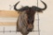 BLUE WILDEBEEST Shoulder Mount