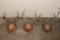 (3) WHITETAIL DEER Antler Racks on Wooden Plaques (ONE$)