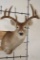 9-Point WHITETAIL DEER Shoulder Mount with a Heavy Rack