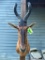 RED HARTEBEEST Shoulder Mount