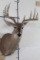 10-Point WHITETAIL DEER Shoulder Mount Looking slightly to the Right