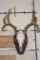 11-Point WHITETAIL DEER Skull on a Wood Plaque