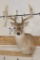 12-Point WHITETAIL DEER Shoulder Mount
