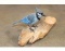 Hand-carved and Hand-painted BLUE JAY Statue Signed by artist 