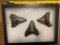 (3) MEGALODON SHARK Tooth Fossils in a Glass Display Case (ONE$)