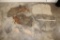 (8) Pieces of African ELEPHANT Hide or Skin (ONE$)