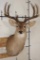 10-Point WHITETAIL DEER Shoulder Mount