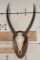 WATERBUCK Skull on a Wooden Plaque