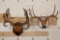 (1) MULE DEER Antler Rack and (1) WHITETAIL DEER Antler Rack Mounted on Wooden Plaques (ONE$)