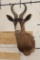 CHOCOLATE SPRINGBOK Shoulder Mount