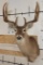10-Point WHITETAIL DEER Shoulder Mount