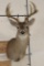 10-Point WHITETAIL DEER Shoulder Mount