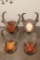 (4) Sets of Mounted PRONGHORNS on Wooden Plaques (ONE$)