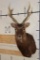 SIKA DEER Shoulder Mount