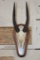 NILE BUSHBUCK Partial Skull on a Wood Plaque