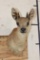 GRYSBOK Shoulder Mount