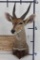 BUSHBUCK Shoulder Mount
