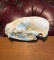 Large NORTH AMERICAN BADGER Skull with All its Teeth