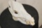 JAVELINA Skull