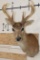 8-Point BLACK TAIL DEER Shoulder Mount