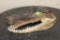 Baby ALLIGATOR Head with Marble Eyes