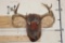 10-Point WHITETAIL DEER Antler Rack on a Rustic Wood Plaque