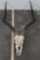 IMPALA Skull