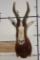 *TEXAS RESIDENTS ONLY* BONTEBOK Shoulder Mount