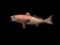 *New* Reproduction RED FISH Mount