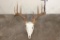 12-Point WHITETAIL DEER Skull with All its Teeth