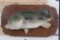 Real Skin LARGE MOUTH BASS on a Wooden Plaque