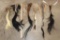 (7) African Animal Tails (ONE$)