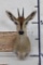 COMMON DUIKER Shoulder Mount