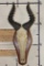 Big Heavy Horned RED HARTEBEEST Skull on a Wooden Plaque