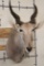 ELAND Shoulder Mount