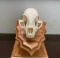 BOBCAT Skull with All its Teeth on an Oak Wood Pedestal Display
