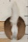 WHITETAIL DEER Bottom and Tail