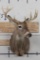 10-Point WHITETAIL DEER Shoulder Mount