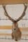 16-Point RED STAG Shoulder Mount