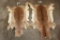 (2) IMPALA Hides (ONE$)