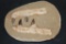 4 Authentic MOSASAUR Teeth in a Reproduction Jaw and Rock Matrix