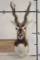 BLACKBUCK Shoulder Mount