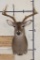 7-Point WHITETAIL DEER Shoulder Mount