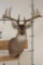 11-Point (Wide Rack) WHITETAIL DEER Shoulder Mount