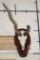 BLACKBUCK Skull on a Wooden Plaque