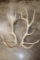 XL Set of 14-Point ELK Antler Sheds