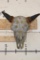 Painted and embellished BISON Skull
