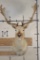 WHITE FALLOW DEER with Big Palms and a Wide Spread